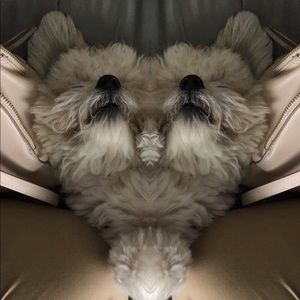 Meet your Posher, Ingrid